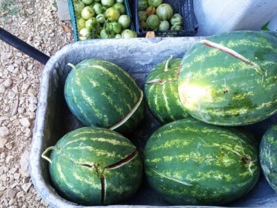 foto: Danijela Plavšić