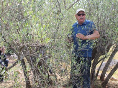 Dani masline - stručni izlet na Ugljan