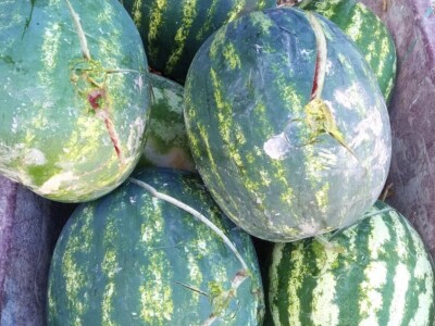 foto: Danijela Plavšić