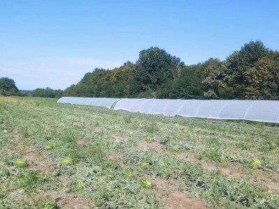 foto: Danijela Plavšić