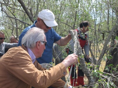 Dani masline - stručni izlet na Ugljan