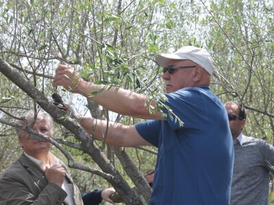 Dani masline - stručni izlet na Ugljan