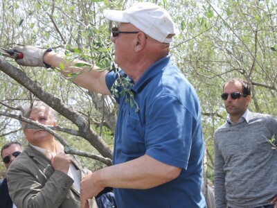 Dani masline - stručni izlet na Ugljan