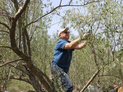 Dani masline - stručni izlet na Ugljan