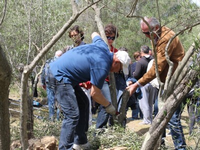 Dani masline - stručni izlet na Ugljan