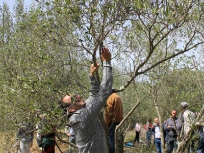 Dani masline - stručni izlet na Ugljan