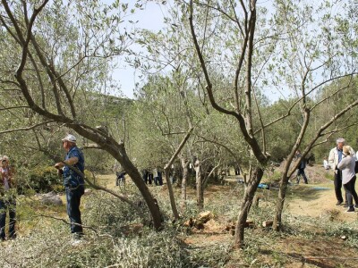 Dani masline - stručni izlet na Ugljan