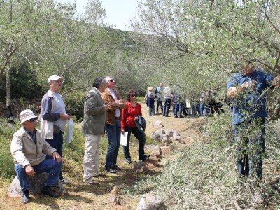 Dani masline - stručni izlet na Ugljan