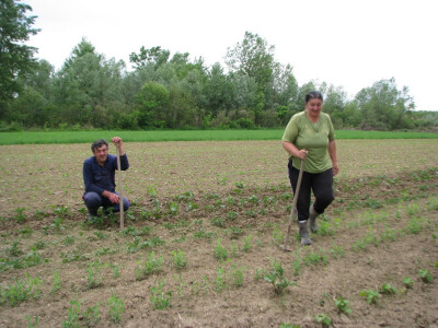 Đorđo i Milka Peulić kopaju krompir