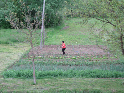 Usjevi u branjenom dijelu