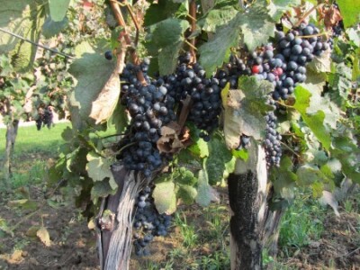 Vinogradi u punoj kondiciji