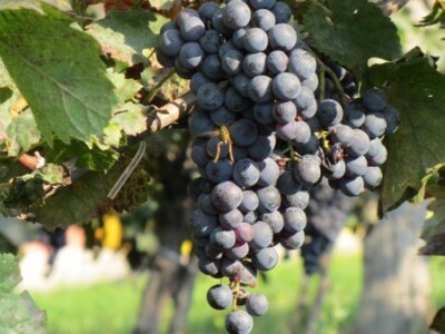 Grožđe spremno za berbu