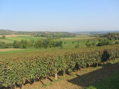 Znamenito karlovačko vinogorje
