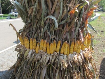 Dan polja kukuruza Instituta &quot;Zemun polje&quot;