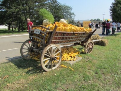 Dan polja kukuruza Instituta &quot;Zemun polje&quot;
