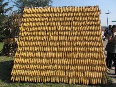 Dan polja kukuruza Instituta &quot;Zemun polje&quot;