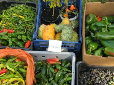 Uzgajaju 8 sorti čili paprika, kivano