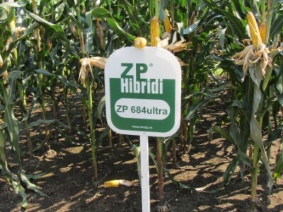 Dan polja kukuruza Instituta &quot;Zemun polje&quot;