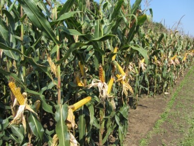 Dan polja kukuruza Instituta &quot;Zemun polje&quot;