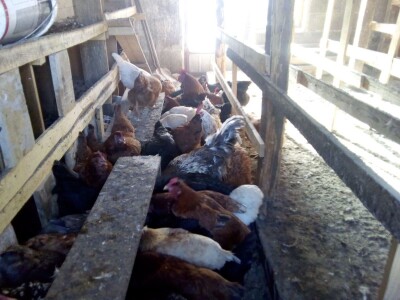 Koke su moja rehabilitacija i neću odustati od njih Koke su moja rehabilitacija i neću odustati od njih