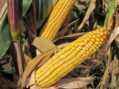 Dan polja kukuruza Instituta &quot;Zemun polje&quot;