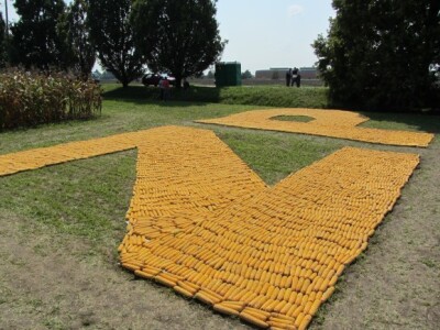 Dan polja kukuruza Instituta &quot;Zemun polje&quot;