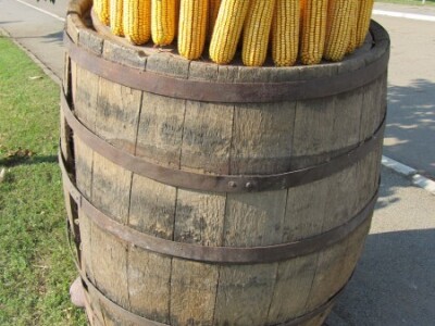 Dan polja kukuruza Instituta &quot;Zemun polje&quot;