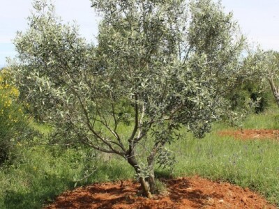 Dani masline - stručni izlet na Ugljan