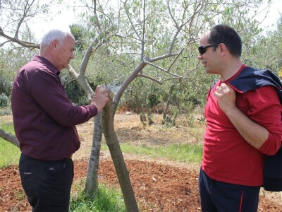 Dani masline - stručni izlet na Ugljan