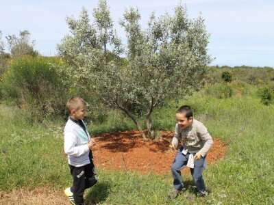Dani masline - stručni izlet na Ugljan
