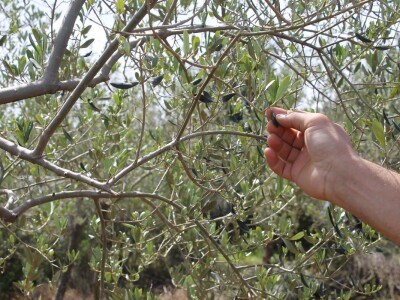 Dani masline - stručni izlet na Ugljan