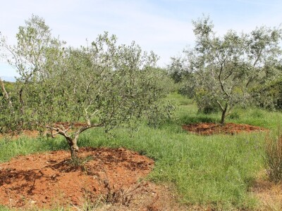 Dani masline - stručni izlet na Ugljan