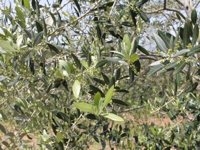 Dani masline - stručni izlet na Ugljan