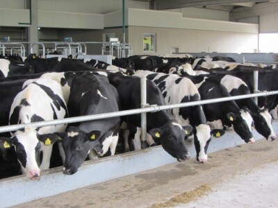 U Crepaji otvorena savremena mlečna farma