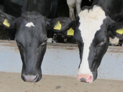 U Crepaji otvorena savremena mlečna farma