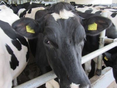 U Crepaji otvorena savremena mlečna farma