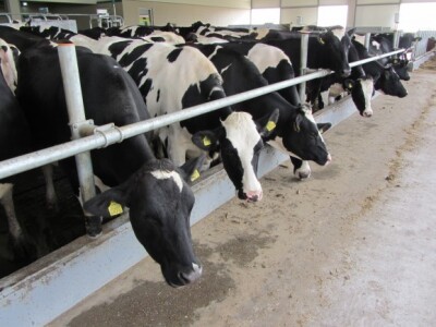 U Crepaji otvorena savremena mlečna farma