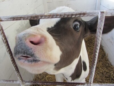 U Crepaji otvorena savremena mlečna farma