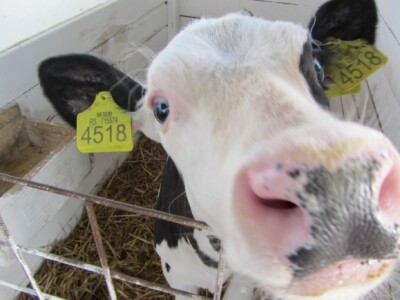 U Crepaji otvorena savremena mlečna farma