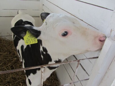 U Crepaji otvorena savremena mlečna farma