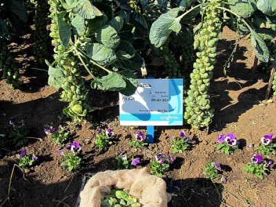 Umestog svežeg, izvoziti zamrznuto i prerađeno povrće Umestog svežeg, izvoziti zamrznuto i prerađeno povrće