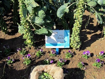 U Despotovu održan &quot;Dan povrtara&quot;