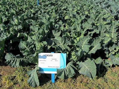 Umestog svežeg, izvoziti zamrznuto i prerađeno povrće Umestog svežeg, izvoziti zamrznuto i prerađeno povrće