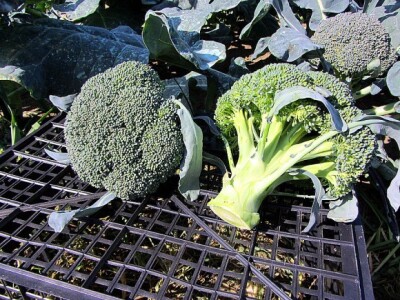 U Despotovu održan &quot;Dan povrtara&quot;