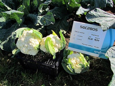 Umestog svežeg, izvoziti zamrznuto i prerađeno povrće Umestog svežeg, izvoziti zamrznuto i prerađeno povrće