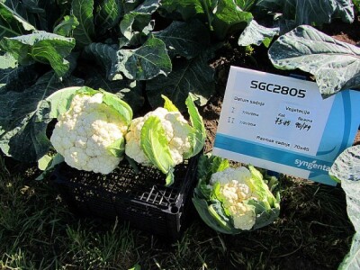 U Despotovu održan &quot;Dan povrtara&quot;