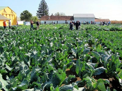 U Despotovu održan "Dan povrtara"