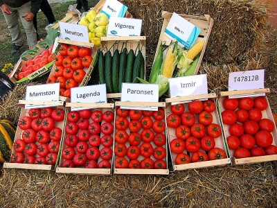 Umestog svežeg, izvoziti zamrznuto i prerađeno povrće Umestog svežeg, izvoziti zamrznuto i prerađeno povrće