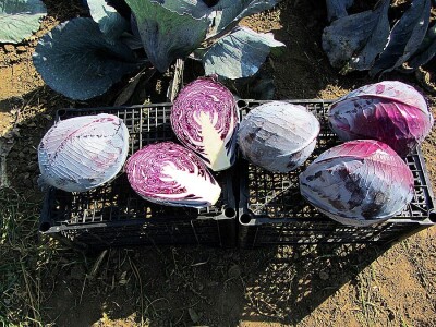 Umestog svežeg, izvoziti zamrznuto i prerađeno povrće Umestog svežeg, izvoziti zamrznuto i prerađeno povrće
