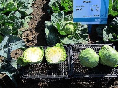 Umestog svežeg, izvoziti zamrznuto i prerađeno povrće Umestog svežeg, izvoziti zamrznuto i prerađeno povrće